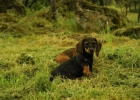 Cachorros de Teckel , 290 euros - mejor precio | unprecio.es