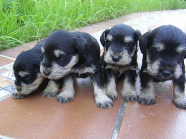 CAMADA SCHNAUZER MINI NEGRO Y PLATA