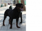 Exelente camada de Rottweiler - mejor precio | unprecio.es