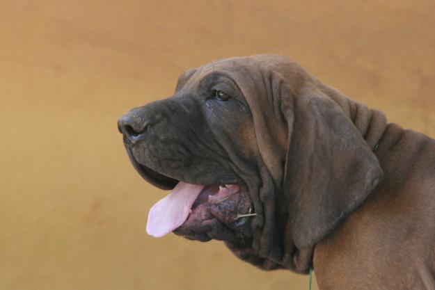 FILA  BRASILEIRO