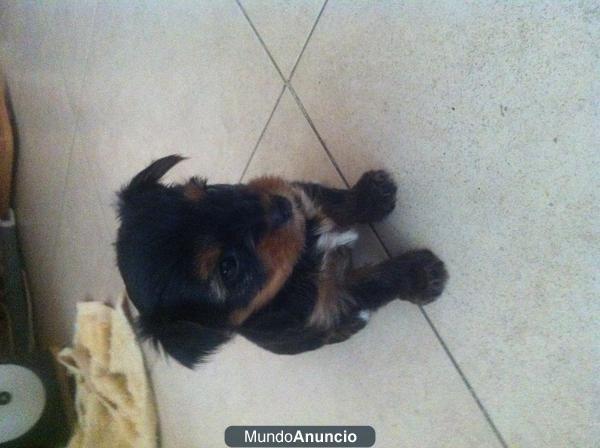 GANGA!!! yorkshire mini terrier con pedigree