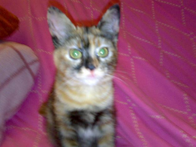 Gatita Perdida Ojos verdes rabo corto como un pequeño muñon