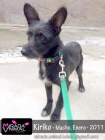 KIRIKO cachorrito 10 meses busca hogar ADOPTALO !!! CAZADORES NOOOOOOO - mejor precio | unprecio.es