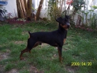 PINSCHER MINIATURA PARA MONTA - mejor precio | unprecio.es