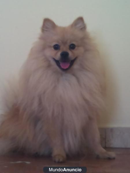Pomerania busca novia en Sevilla
