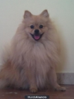 Pomerania busca novia en Sevilla - mejor precio | unprecio.es
