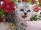 Preciosos gatitos British - mejor precio | unprecio.es