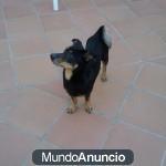 CRUCE DE PINSCHER EN ADOPCIÓN