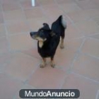 CRUCE DE PINSCHER EN ADOPCIÓN - mejor precio | unprecio.es