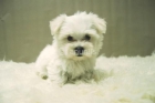 Bichon Maltes Nuevas Camadas Disponibles - mejor precio | unprecio.es