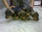 cachorritos de teckel - mejor precio | unprecio.es