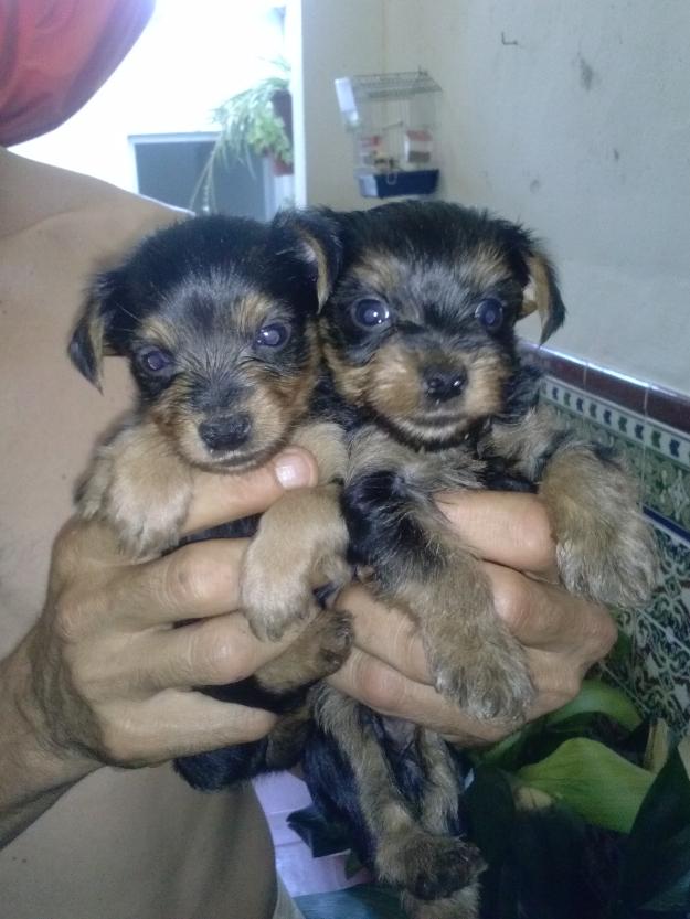 cachorros de yorkshire