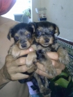 cachorros de yorkshire - mejor precio | unprecio.es