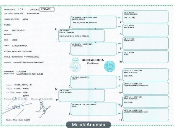 camada setter