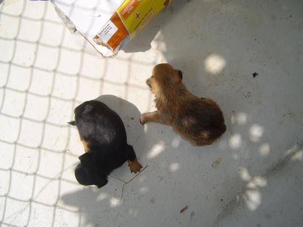 chihuahua ultima cachorrita en venta 250 euros