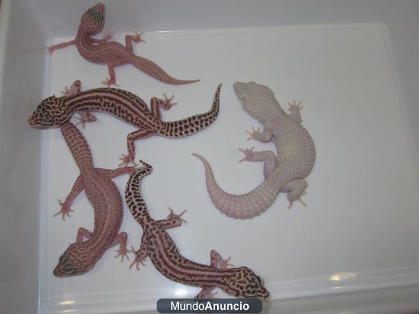 Grupo de Geckos