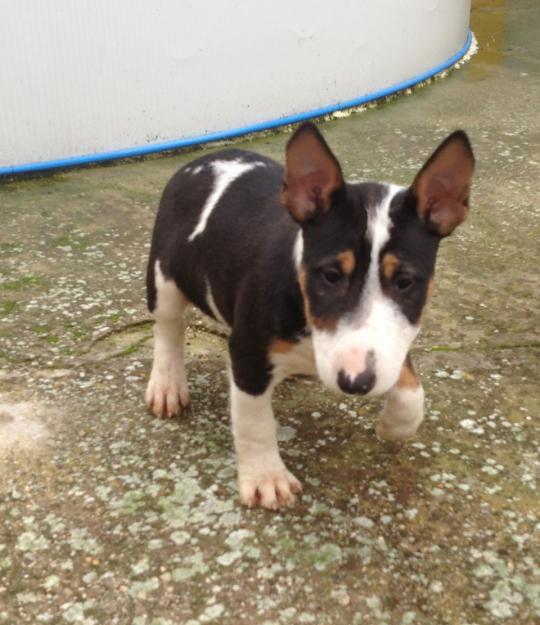 Miny Bullterrier