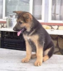 preciosos cachorros de PASTOR ALEMAN CON PEDIGREE 360 EUROS - mejor precio | unprecio.es
