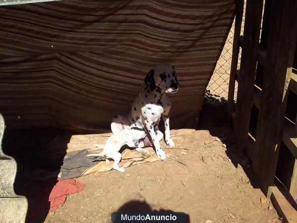 REGALO MEZCLA DE LABRADOR CON DÁLMATAS DOS MESES