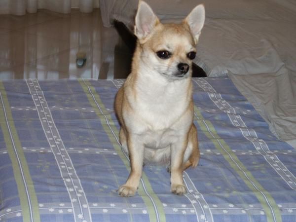 se busca perro chihuahua macho para monta en barcelona