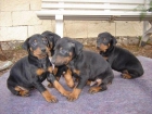 Se vende cachorros de doberman con pincher - mejor precio | unprecio.es