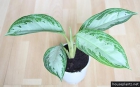 VENDO PLANTA DE INTERIOR (AGLAONEMA CRISPUM) EXCELENTE PRESENCIA - mejor precio | unprecio.es