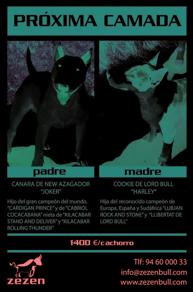 Venta Bull Terrier nietos de Cardigan Prince (campeon del mundo)