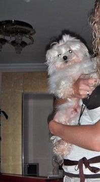 BICHON MALTES BUSCA NOVIA