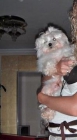 BICHON MALTES BUSCA NOVIA - mejor precio | unprecio.es