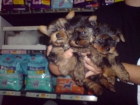 CACHORRITOS DE YORKSHIRE, PRECIOSOS 450 EUROS - mejor precio | unprecio.es