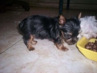 Cachorritos de Yorkshire Terrier miniaturas, con pedigree 700 euros - mejor precio | unprecio.es