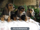 CACHORROS DE BASSET HOUND - mejor precio | unprecio.es