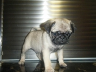 Cachorros de Carlino buena calidad - mejor precio | unprecio.es