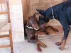 cachorros dobermann nacidos el 24 de mayo de 2010 - mejor precio | unprecio.es