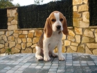 Excelente cachorrito beagle macho tricolor listo par entregar - mejor precio | unprecio.es