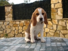 Excelente cachorrito beagle macho tricolor listo par entregar - mejor precio | unprecio.es