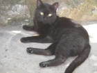 Fernand gato impresionante busca hogar - mejor precio | unprecio.es