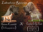 Labradores Rivercan - mejor precio | unprecio.es