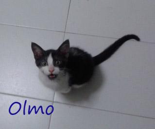 Olmo, precioso cachorro busca hogar, Madrid