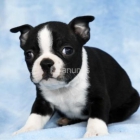 Preciosos cachorritos de Bulldog Frances - mejor precio | unprecio.es