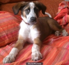 Regalo cachorrito de 4 meses vacuando. - mejor precio | unprecio.es
