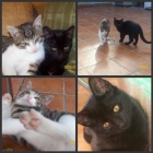 Regalo dos gatitos de 3 meses - mejor precio | unprecio.es