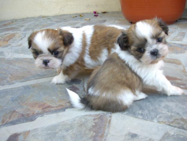 Shih Tzu Excelentes