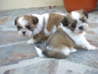 Shih Tzu Excelentes - mejor precio | unprecio.es