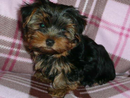 YORKSHIRE TERRIER MINI !!! 140