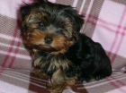 YORKSHIRE TERRIER MINI !!! 140 - mejor precio | unprecio.es