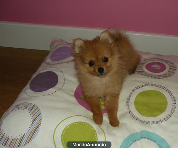 Vendo Lulú Pomerania mini