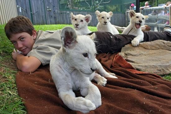 (Leones por la venta de casas) fantástico leones entrenados para la venta.