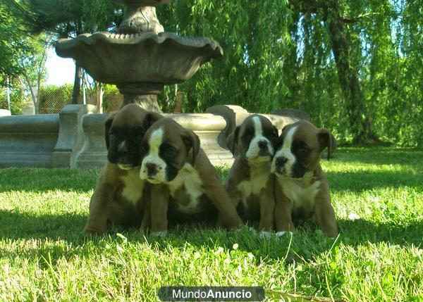 Boxer Cachorros
