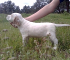 cachorra de setter ingles blanca y naranja - mejor precio | unprecio.es